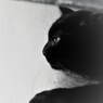 黒猫～★