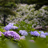 谷間に咲く紫陽花