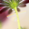 虹ボケに照らされて