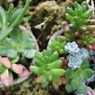 可愛い寄せ植え