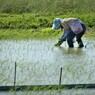 故郷のおふくろを思う・・・・