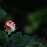 夏至の薔薇