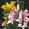 写真エッセイ：華やかな花々