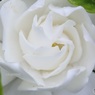 まるで白い薔薇