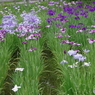 水生植物園の花菖蒲2