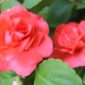薔薇のようなベゴニア