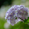 服部農園（茂原）の紫陽花