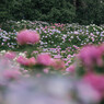 服部農園（茂原）の紫陽花