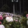 服部農園（茂原）の紫陽花