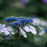 服部農園（茂原）の紫陽花