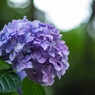 服部農園（茂原）の紫陽花