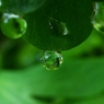 『Rain drops』 小さな世界/深緑