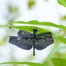 梅雨時の朝