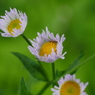 野草