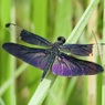 Violet Time