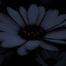 ある花