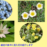 槍ヶ岳登頂の山旅2003：4日目(31)