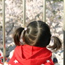 お花見