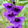 夏の花5(グラジオラス)
