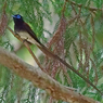 杉林のサンコウチョウ