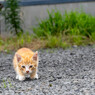 バッタが跳んだにゃ
