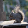 井の頭公園のリス