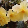 植物公園のベゴニア