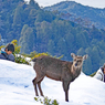 宮島・弥山(みせん)2015：しま山100選・広島県廿日市市(47)