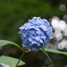 紫陽花