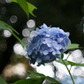 紫陽花