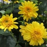 道路沿いの小さな花壇で