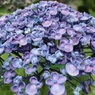 夏の紫陽花