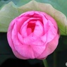 花だけでも重いのに
