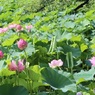 上野不忍池