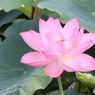 水面から高く伸びて