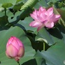遠くの花は美しい