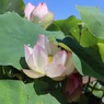 小さな蓮池のある公園で