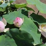 鉢植えの蓮