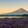 富士山とラベンダー　朝焼け