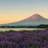 富士山とラベンダー　朝焼け