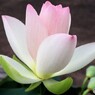 公園の鉢植え