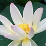 咲くほど白くなっていく