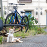 ツバメが飛んだ日