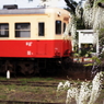 藤の咲く駅