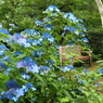 雨あがりの紫陽花