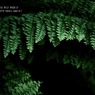 温室内の植物