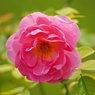 7月のバラ：ロイヤルジュビリー