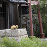 こまねこ