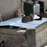 ねこいえ