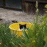 ざるねこ